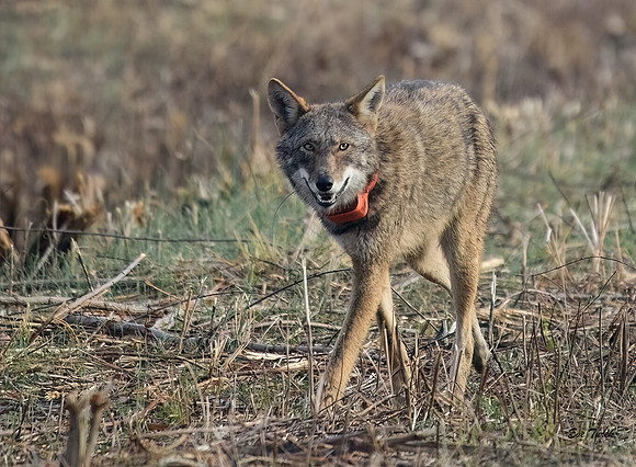 Critically Endangered Red Wolf Subadult