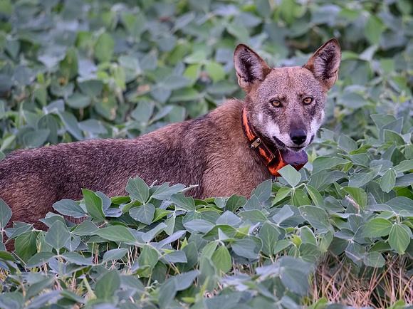 Critically Endangered Red Wolf #2225 Breeding Female 2022-24