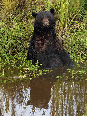 Soak, Black Bear
