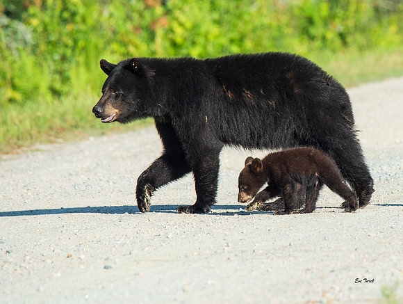 Mother and Cub