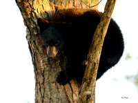 High Perch