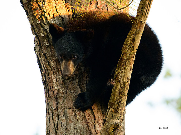 High Perch