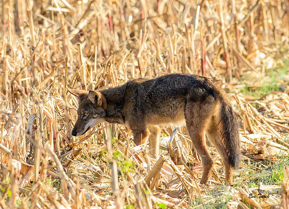 Critically Endangered Red Wolf Pup in Field #2500