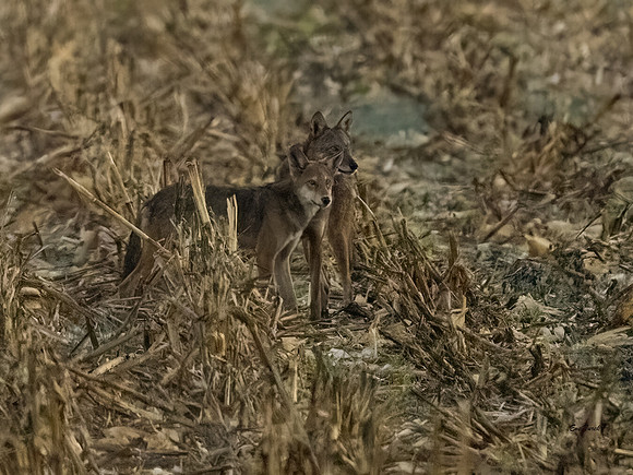 Critically Endangered Red Wolf Subadult and Pup