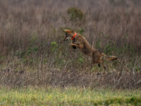 Critically Endangered Red Wolf Leaps in Brush