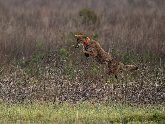 Critically Endangered Red Wolf Leaps in Brush