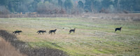 Critically Endangered Red Wolves, Milltail Pack, 2023