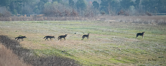 Critically Endangered Red Wolves, Milltail Pack, 2023