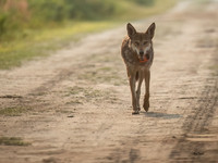 Critically Endangered Red Wolf Breeding Male, Pocosin NWR