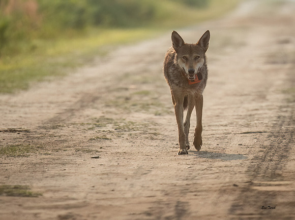 Critically Endangered Red Wolf Breeding Male, Pocosin NWR