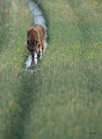 Red Wolf Reflected #2412