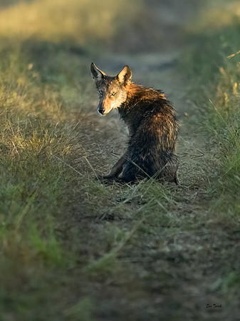 Critically Endangered Red Wolf Pup