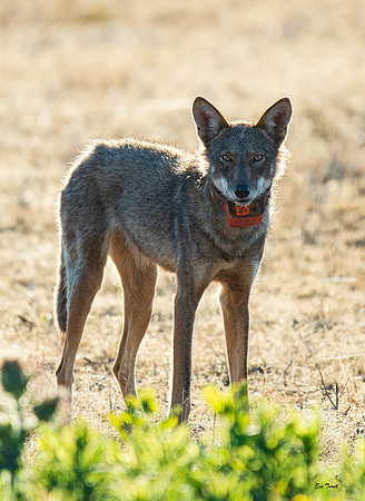 Critically Endangered Red Wolf Subadult #2412