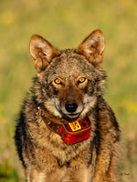 Critically Endangered Red Wolf Subadult 2412 Portrait