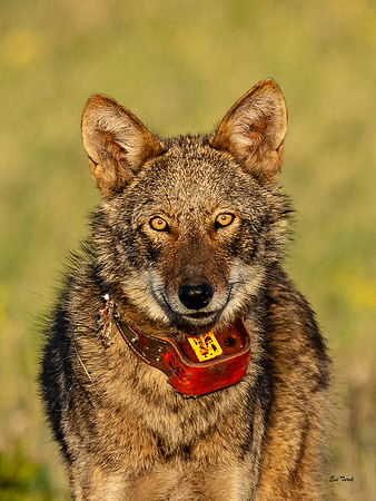 Critically Endangered Red Wolf Subadult 2412 Portrait