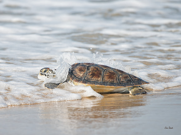 Camey Goes To Sea                        Green Sea Turtle Release