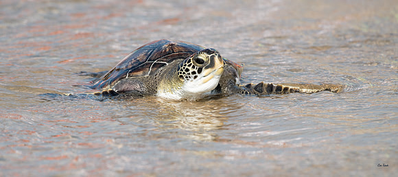 Camey            Green Sea Turtle Release