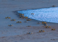 Ghost Crabs on the March