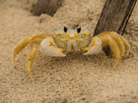Golden Ghost Crab