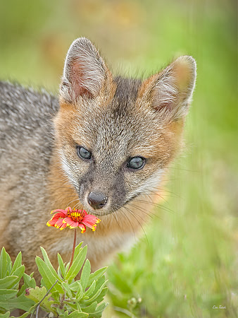 Stop and Smell