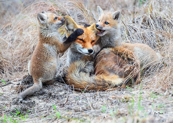 Mother Love, Red Foxes