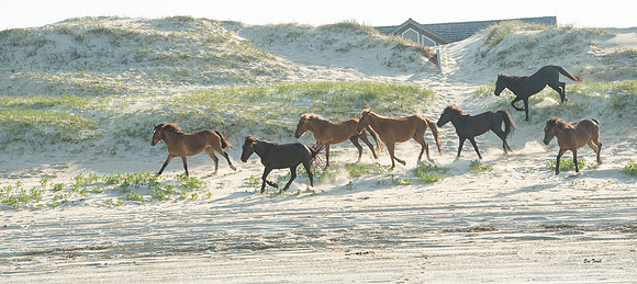 Stampede