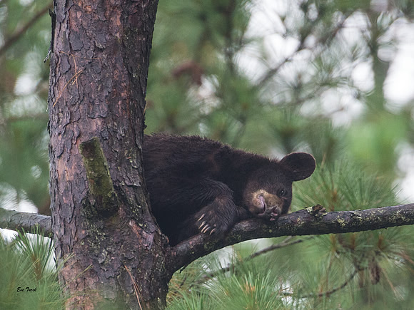 Night Night Little Bear
