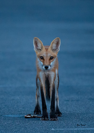 Red Fox Blue Hour