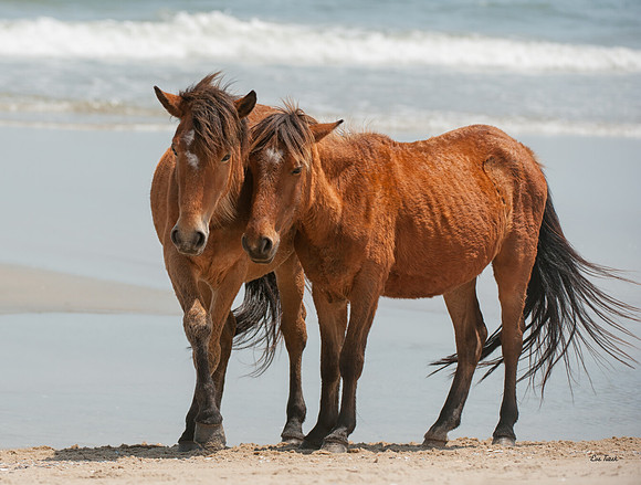 Carolina Companions
