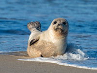 Harbor Seal Splash