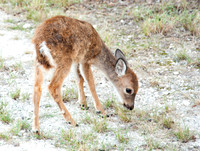 Endangered Key Deer Fawn