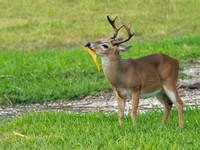 Endangered Key Deer Buck, FL
