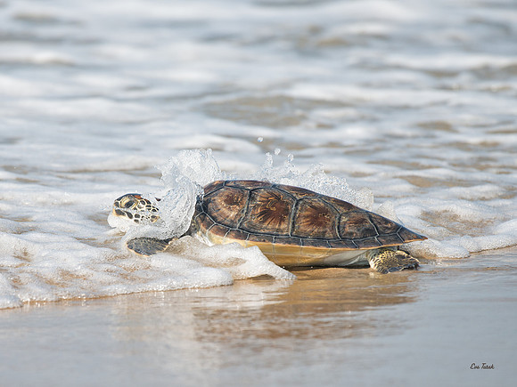 Camey Goes To Sea                        Green Sea Turtle Release