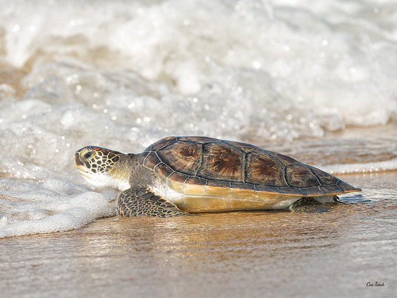 Camey Looks To Sea                        Green Sea Turtle Release
