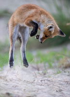 Pounce!