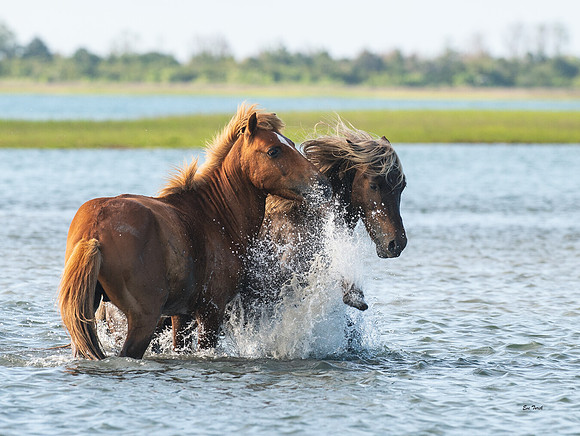 Scuffle - Beaufort NC