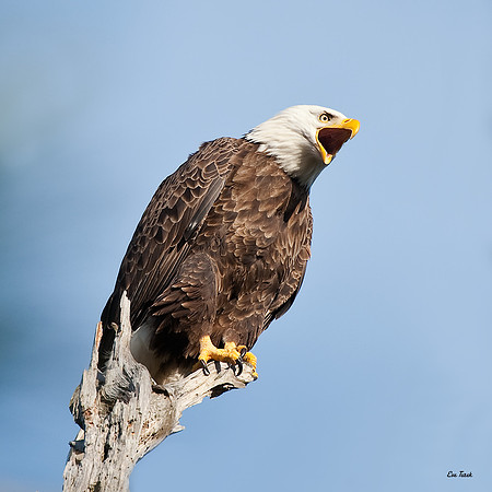 Tremelo   Bald Eagle