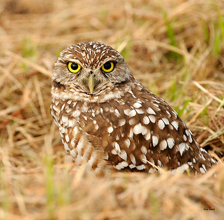 Burrowing Owl - FL