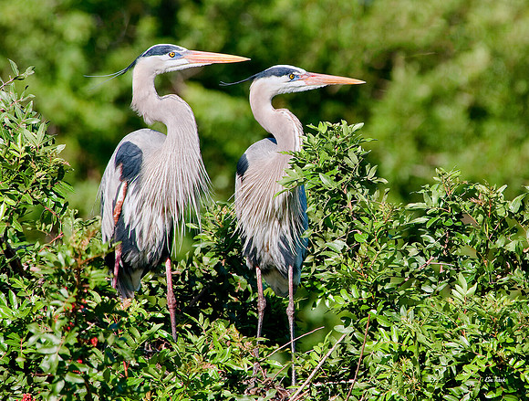 Great Blue Heron Pair - Venice Rookery FL