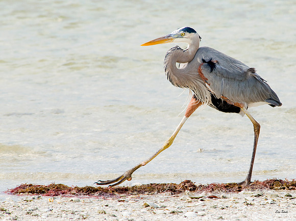 Putting on the Ritz - Sanibel Causeway, FL
