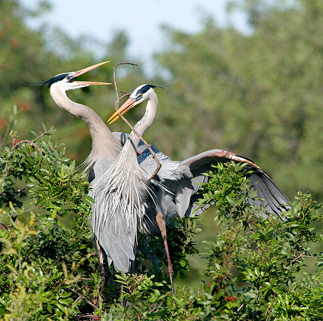 Great Blue Heron Pair Nest Building - Venice Rookery FL