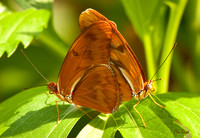 Butterflies Mating
