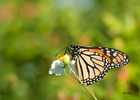 Florida Butterfly