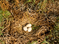 Three Pelican Eggs