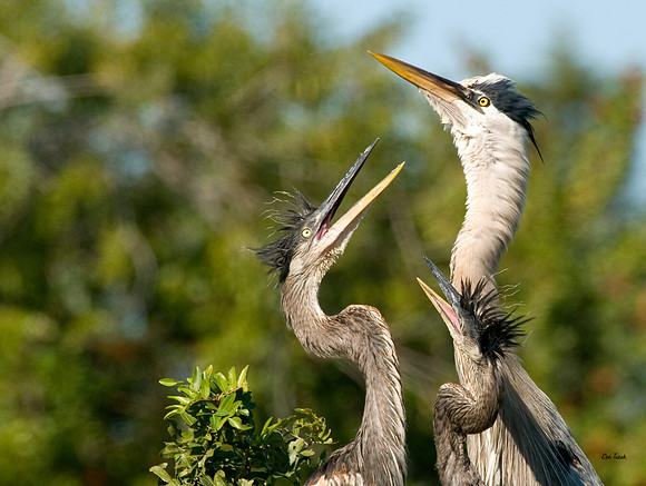 Heron and chicks - Venice Rookery, FL