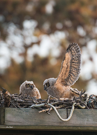 Wing Stretch Great Horned Owlets