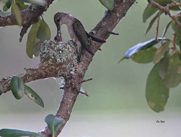 Ruby-throated Hummingbird feeding baby