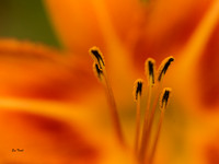 Awaken to Beauty