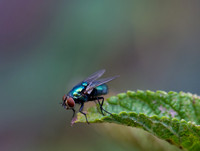 Macro Fly