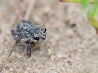 Baby Frog